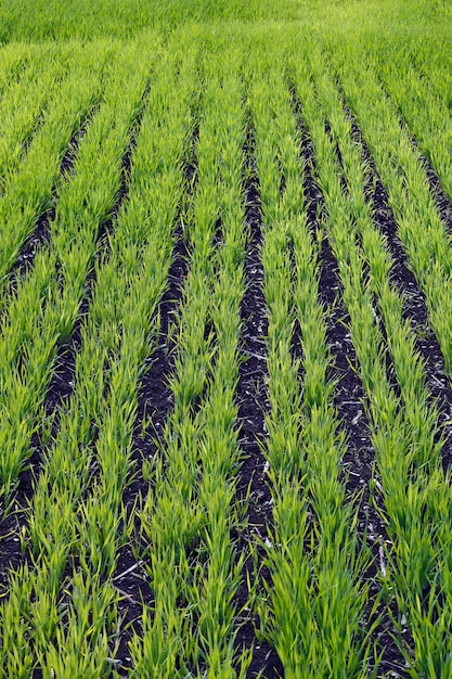 Foto brotes de trigo en el campo