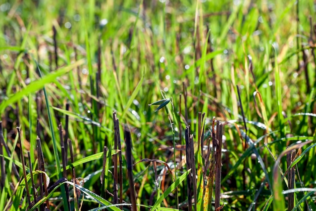 Brotes de trigo verde iluminados por la luz del sol brotes de trigo verde en un campo con gotas de agua después de la lluvia