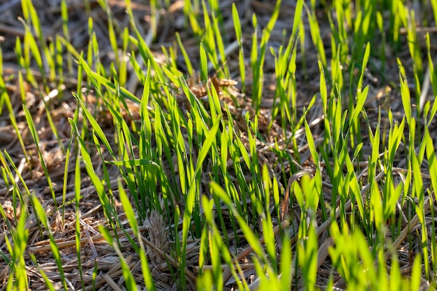 Brotes de trigo verde iluminados por la luz del sol