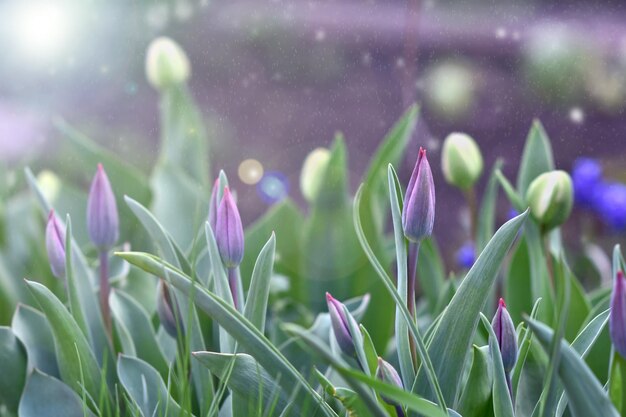 Los brotes de tulipán lila en un fondo oscuro con un resplandor del sol La naturaleza de la primavera