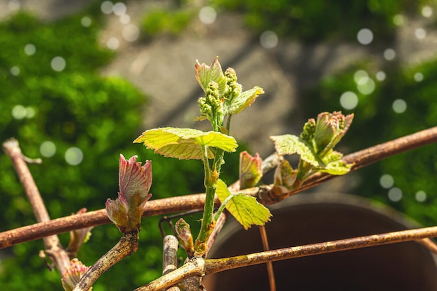 Brotes de uvas jóvenes enfoque selectivo Antecedentes conceptuales de jardinería Temporada de primavera