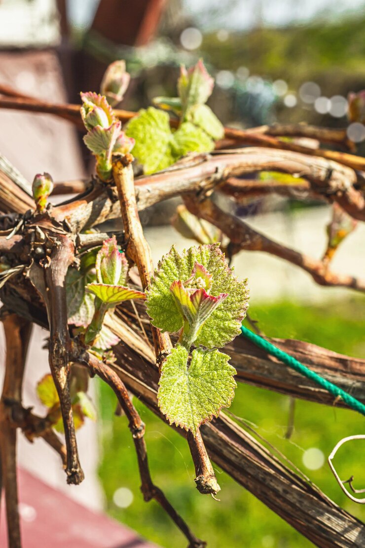 Foto brotes de uvas jóvenes enfoque selectivo antecedentes conceptuales de jardinería temporada de primavera