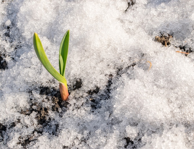 Brotes verdes de ajo que crecen en la nieve