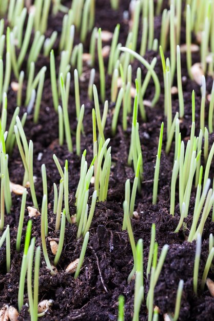 Brotes verdes altos de pasto o pasto en primavera, suelo negro para plantas