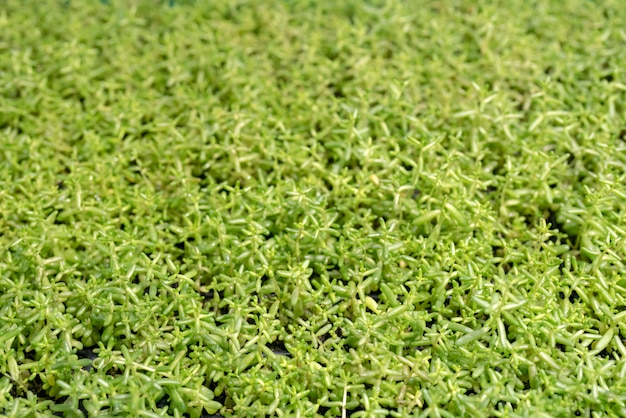 Brotes verdes en el campo de la granja.