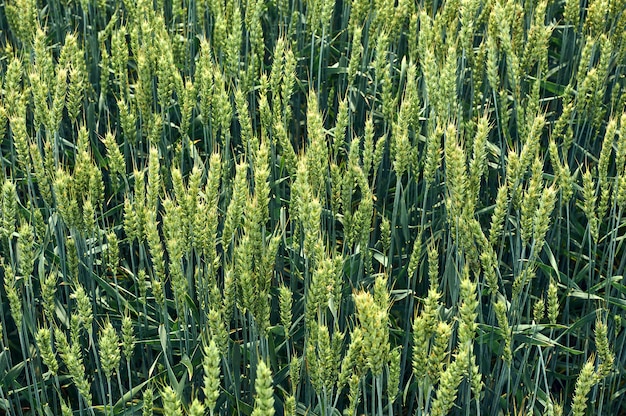 Brotes verdes y follaje de trigo de invierno