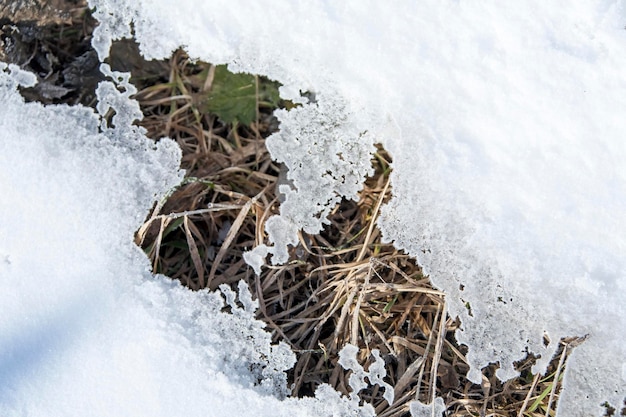 Brotes verdes de hierba rompiendo la nieve