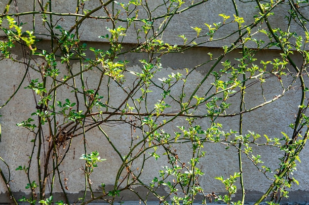 Brotes verdes de hojas de primavera de una vid que teje