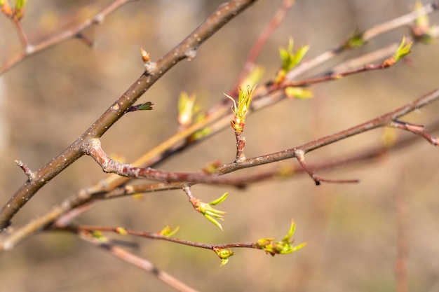 Brotes verdes y hojas de serbal en la rama de un árbol en la primavera. Enfoque selectivo