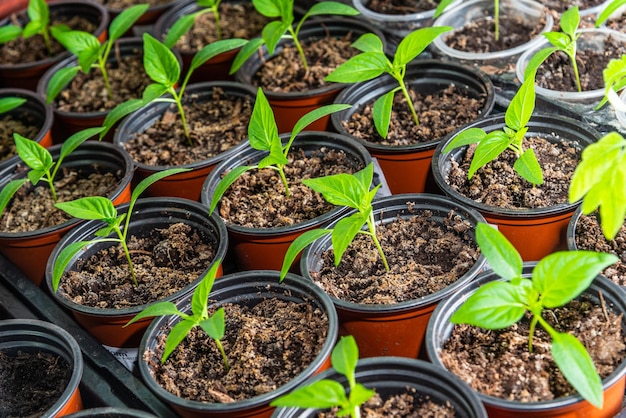 Brotes verdes en macetas para plantar en el suelo