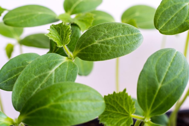 Brotes verdes de una planta joven de una agricultura con grandes hojas closeup