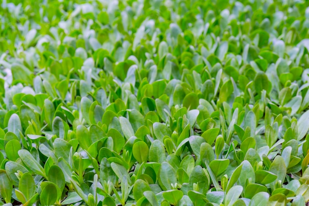 Brotes verdes de plantas agrícolas. Cultivo de plantas comestibles.