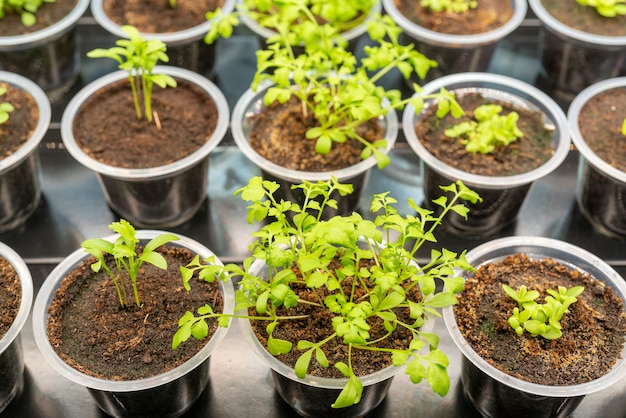 Brotes verdes de plantas agrícolas. Cultivo de plantas comestibles.