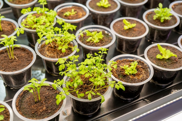 Brotes verdes de plantas agrícolas. Cultivo de plantas comestibles.