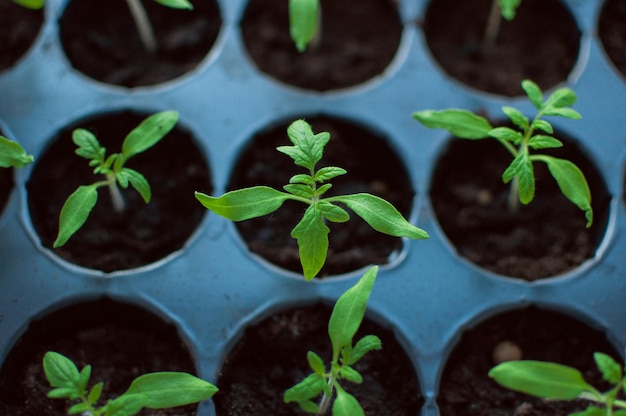 Brotes verdes de plántulas de tomate en celdas con tierra