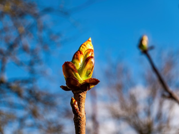 Brotes verdes de primavera de hojas de castaño