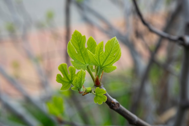 Brotes verdes de primavera joven en las ramas de los árboles. Macro estacional de primavera cerrar pequeñas hojas verdes, principios de la primavera, concepto - nueva vida