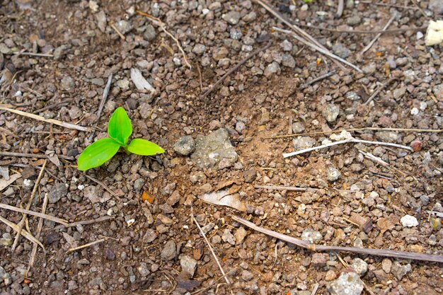 Brotes verdes que crecen del suelo en la luz de la mañana