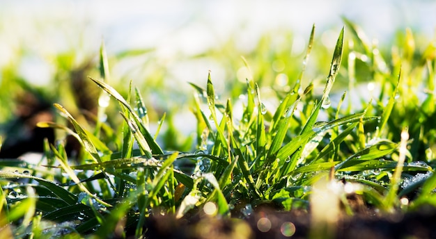 Brotes verdes de trigo de invierno bajo la nieve en tiempo soleado