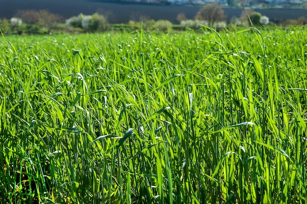 Brotes verdes de trigo, vegetación, campo en primavera, iluminado por el sol