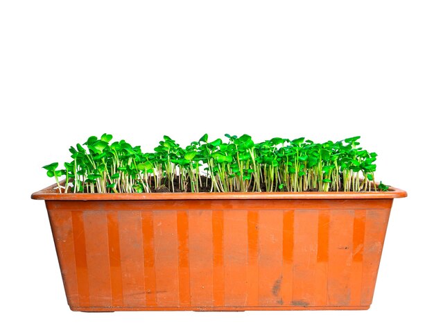 Brotes verdes de verduras de rábano en una caja de plástico