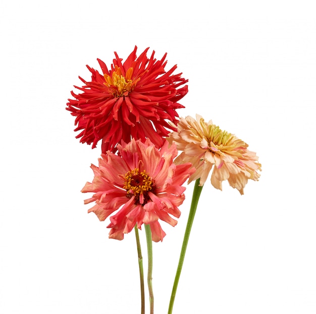 Brotes de zinnia en flor rosa y rojo