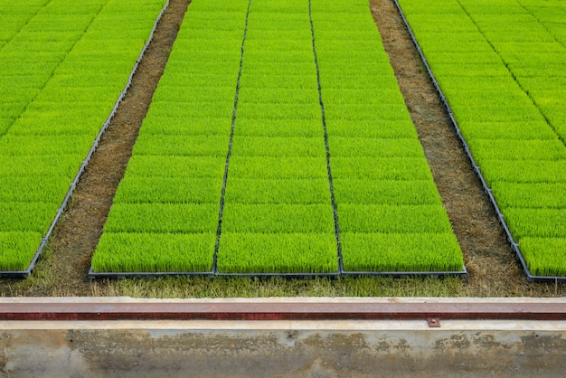 Broto de arroz jovem na caixa pronto para crescer