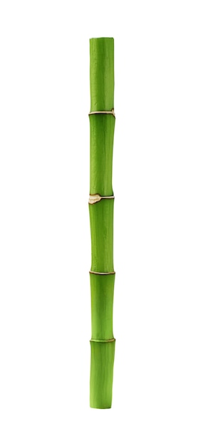 Broto de bambu isolado no fundo branco Haste de bambu verde para design