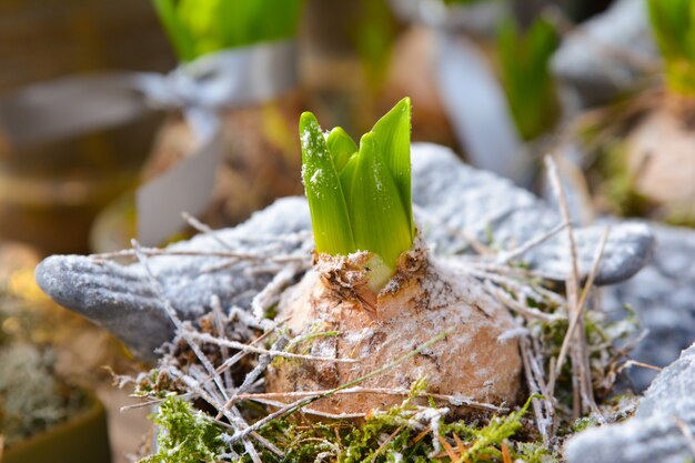 Broto de bulbos de jacinto em uma panela
