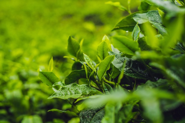 Broto de chá verde e folhas frescas. Plantações de chá