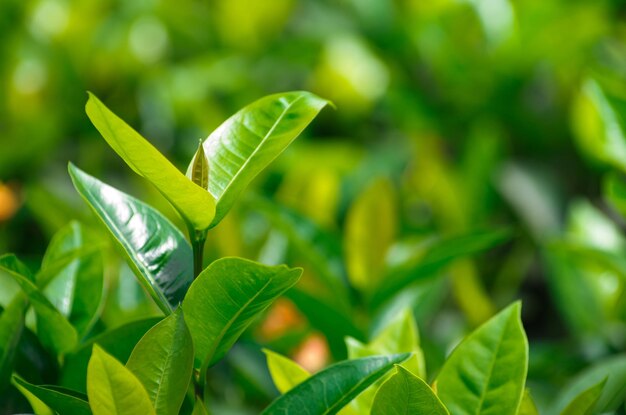 Broto de chá verde e folhas frescas