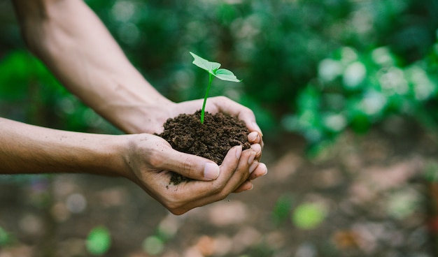 Broto de exploração de mão para o cultivo de plantas