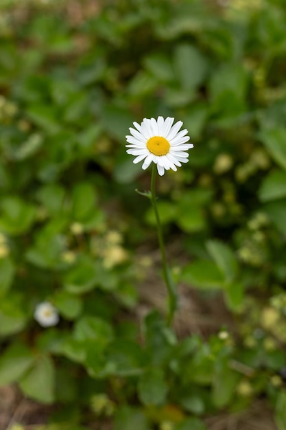 Foto broto de flor de camomila com fundo natural desfocado