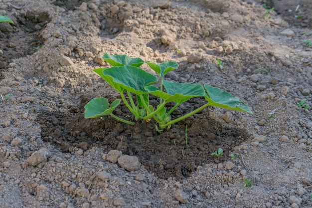 Broto, de, jovem, abobrinha, crescendo, em, jardim vegetal