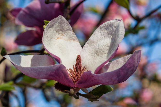 Broto de magnólia linda primavera