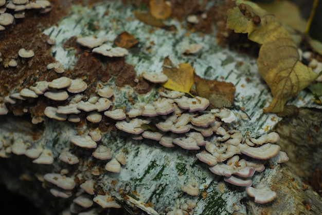 Broto de mashroom cobre o tronco de uma árvore caída.