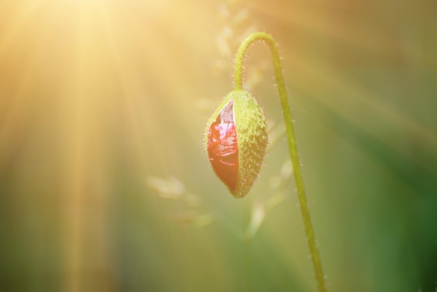 Broto de papoula de primavera vermelha