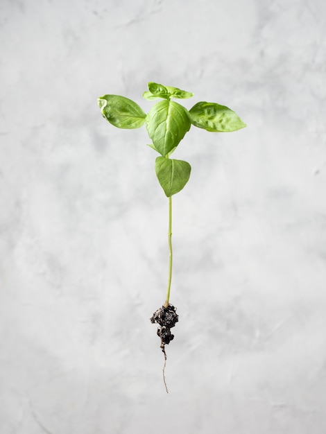 Foto broto de planta com raízes. produto orgânico ecológico, cultivo de plantas.