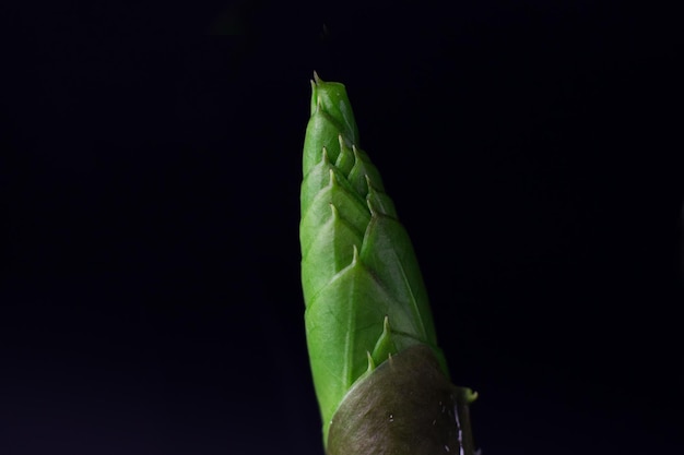 Broto de planta de casa Zamioculcas em um fundo preto