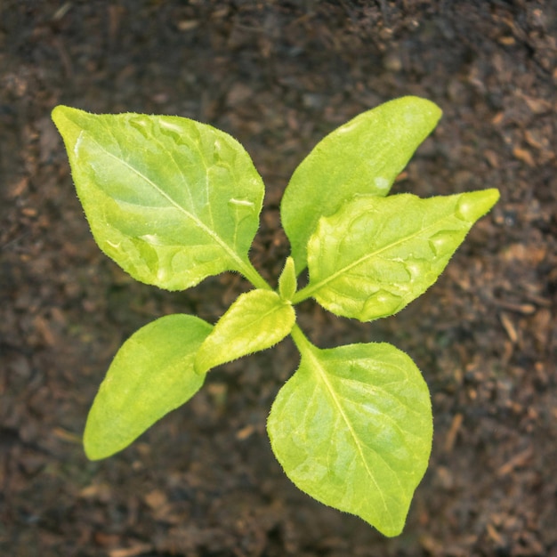 Broto de planta de pimenta Habanero cultivada a partir de sementes. Broto de Pimenta.