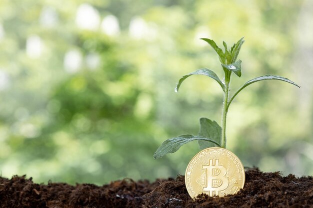 Broto de planta e crescimento de bitcoin da criptomoeda bitcoin