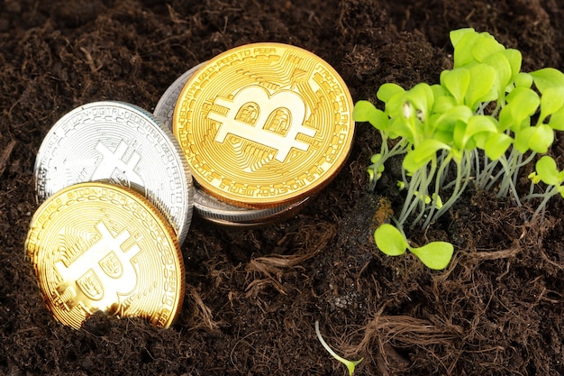 Broto de planta e crescimento de bitcoin da criptomoeda bitcoin