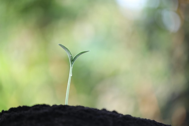 Broto de planta jovem pequena crescendo