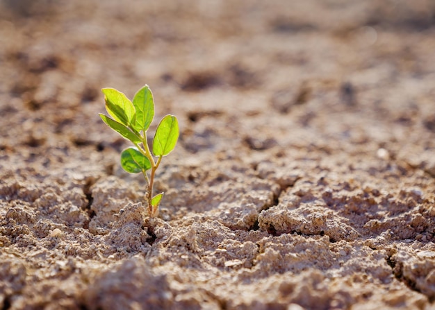 Broto de planta verde no deserto