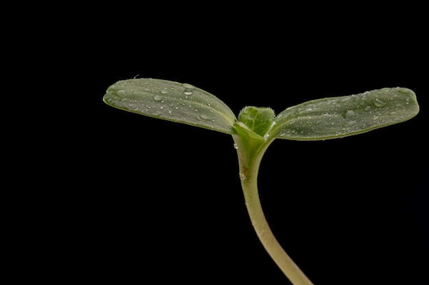 Foto broto de semente de girassol em um fundo escuro crescendo girassolmicrogreens em um fundo escuro