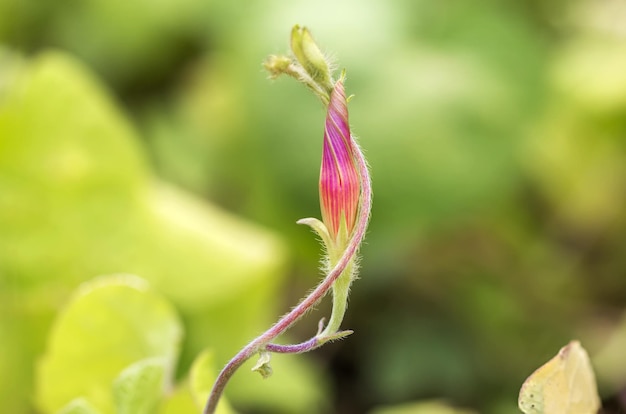 Broto de trepadeira rosa