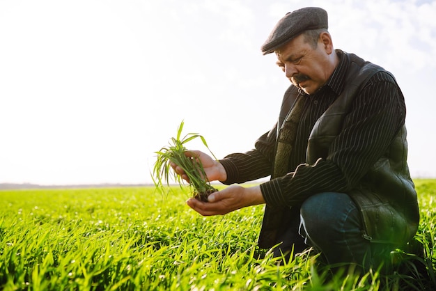 Broto de trigo verde jovem nas mãos de um agricultor, jardinagem agrícola ou conceito de ecologia