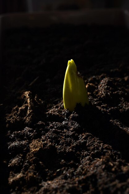 Foto broto de tulipa em uma panela em casa com um lado danificado