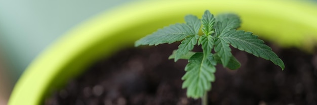 Broto de uma planta verde em uma panela com terra preta em close-up cultivando maconha em negócios em casa