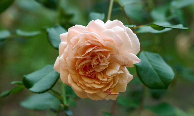 Broto de uma rosa florescendo no jardim em um dia de verão, folhas verdes ao redor